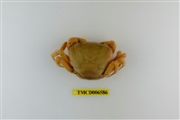 藏品(黃灰澤蟹)的圖片